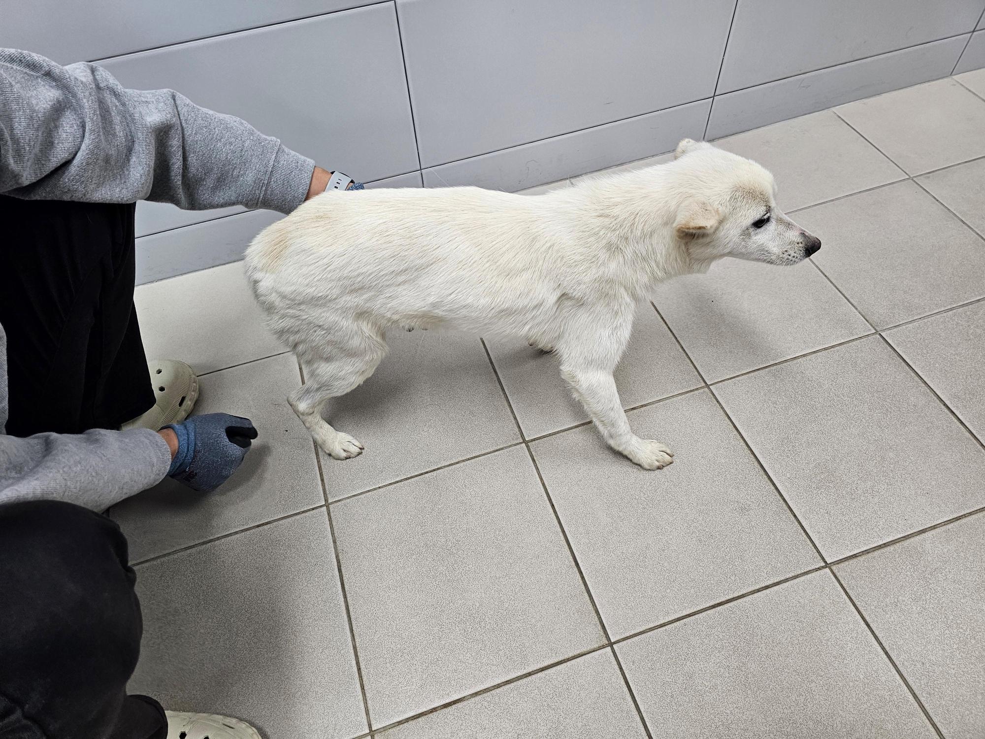 보호중 믹스견의 가…